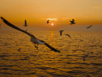 Sunset sea bird silhouette sunset.silhouette bird flying photography sea. minimal photography