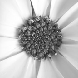 Close-up of white flower