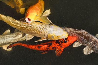 Close-up of joy fish swimming in a lake