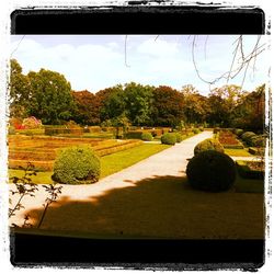 Trees on field against sky