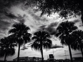 Low angle view of palm trees against cloudy sky