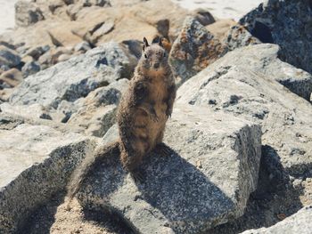 High angle view of squirrel on rock
