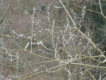 Close-up of frozen tree during winter