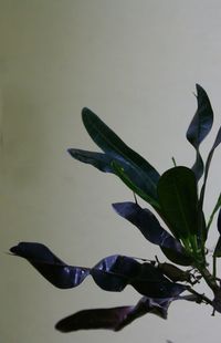 Close up of plant against blurred background