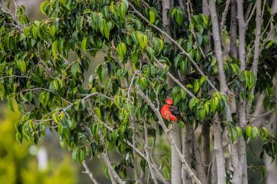 Vermilion flycatcher perching on branch