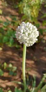 Close-up of flower blooming outdoors