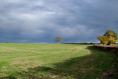 Trees on field against sky