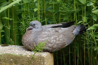 Close-up of bird perching on grass