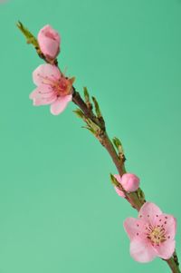 Close-up of pink cherry blossom