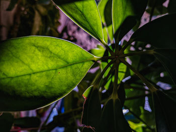 Close-up of leaves against blurred background