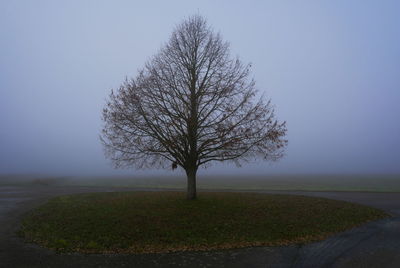 Bare tree on field against sky