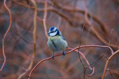 Close-up of bird perching on branch