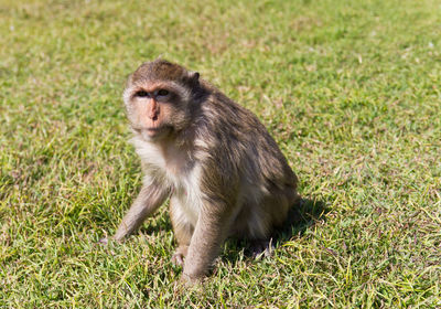 Monkey sitting on field