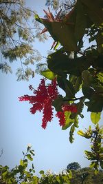 Low angle view of tree against clear sky