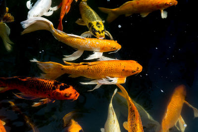 Close-up of fish swimming in sea