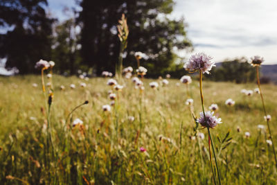 Close-up of flowers blooming on field