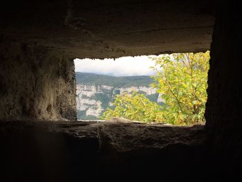 Trees seen through window