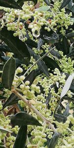 Close-up of succulent plant