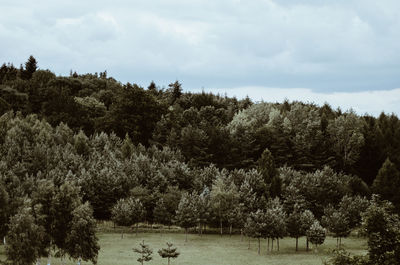 View of trees on landscape against sky
