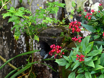 View of butterfly on pink flowering plant