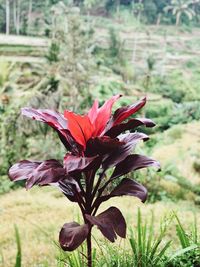 Close-up of red flowering plant