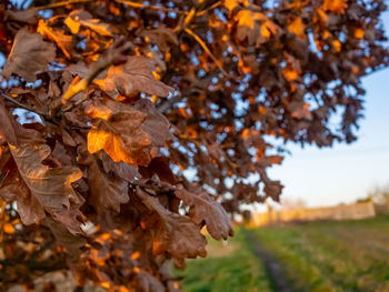 Close-up of dry maple leaves on field