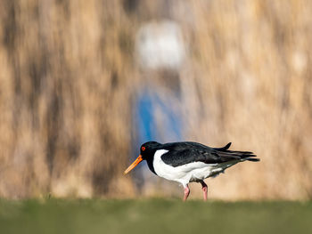 Portrait of a bird on a field