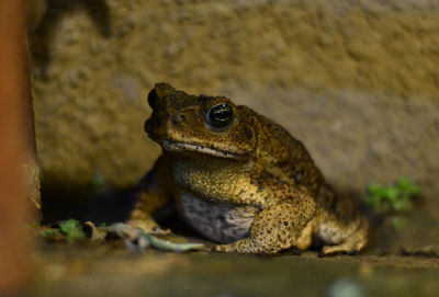 Close-up of lizard