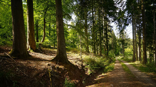 Trees growing in forest