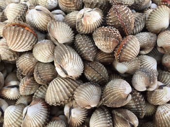 Full frame shot of seashells at beach