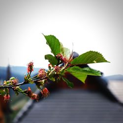 Close-up of flowering plant against sky