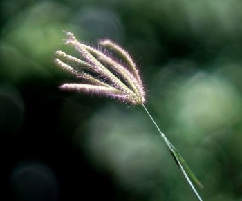 Close-up of dandelion plant