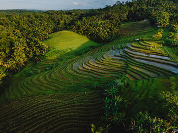 Scenic view of agricultural field