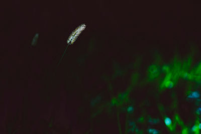 Close-up of plants at night