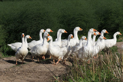 Flock of birds on land