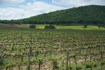 Scenic view of vineyard against sky