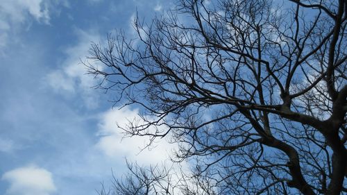 Low angle view of bare tree against sky