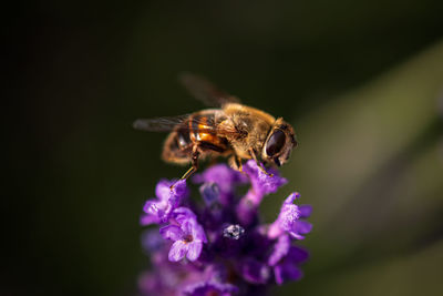 Close-up of bee pollinating on purple flower