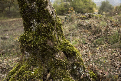 Close-up of tree trunk in forest