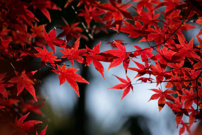 Close-up of maple tree during autumn