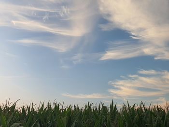 Crops growing on field against sky