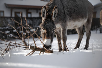 Horses in a snow