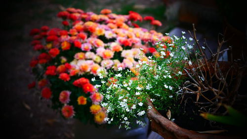 Close-up of potted plants