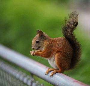 Squirrel on grass