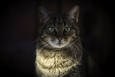 Close-up portrait of cat