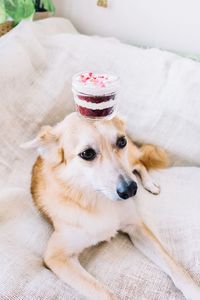 Portrait of dog sitting on sofa