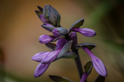 Summer flowers