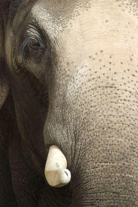 Close-up of elephant