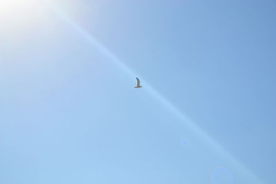 Low angle view of airplane flying in sky