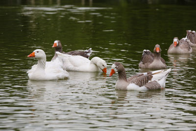 Swans swimming in lake